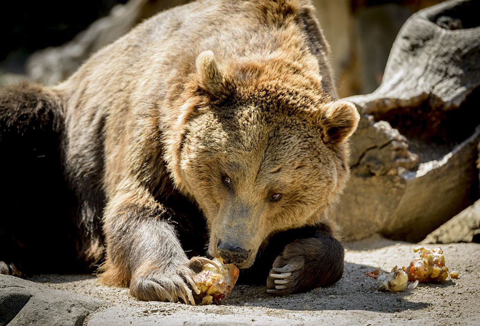 7. Grizzly Bear